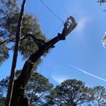 Tree Removal