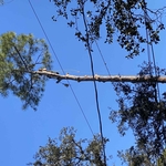 Tree Removal
