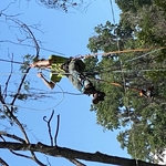 Tree Removal