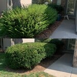 Hedge Trimming