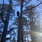 Tree works