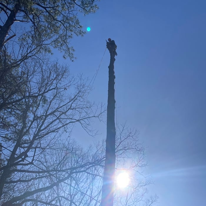 Tree works