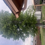 Tree service