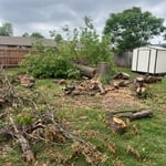Tree service