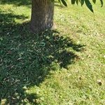 Lawn Cleanup