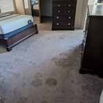 Pet Stained Carpet