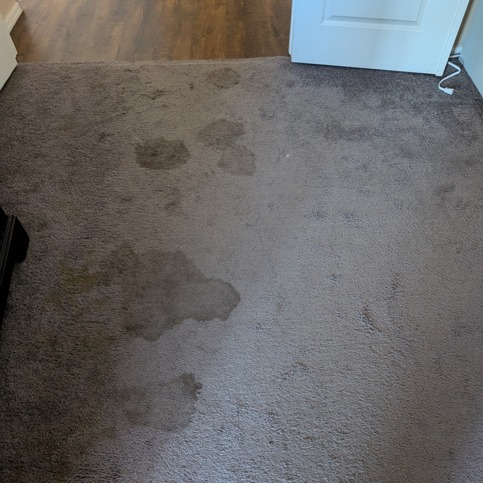 Pet Stained Carpet