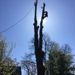 Tree removals