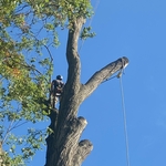 Tree removals