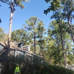 trees and land clearing