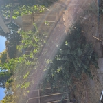 Vegetation Clearing