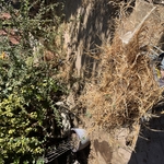 Vegetation Clearing