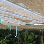 Septic field