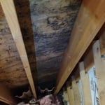 Attic Mold Problem