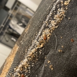 Bed bug infestation