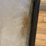 Bed bug infestation