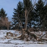 Black Locust Removals