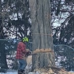 Black Locust Removals