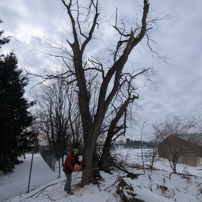 Black Locust Removals