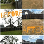 3 Pecan tree removal