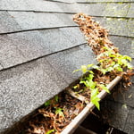 Rooftop Leaf Litter
