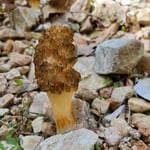 Morrell Mushroom