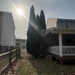 Removing trees