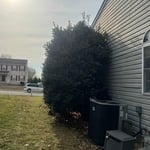 Removing trees