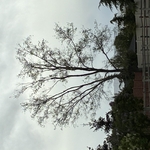 Trimming