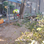 Laz tree services