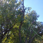 Laz tree services