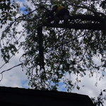 Laz tree services