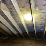 Attic Mold Removal