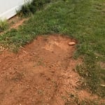 Stumps after grinding