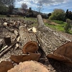 Giant cottonwood