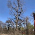 Massive tree nearby house