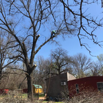 Massive tree nearby house