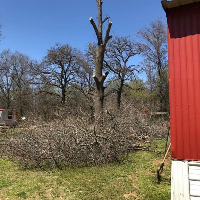 Massive tree nearby house