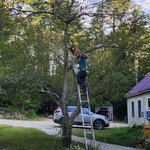Crab Apple Tree