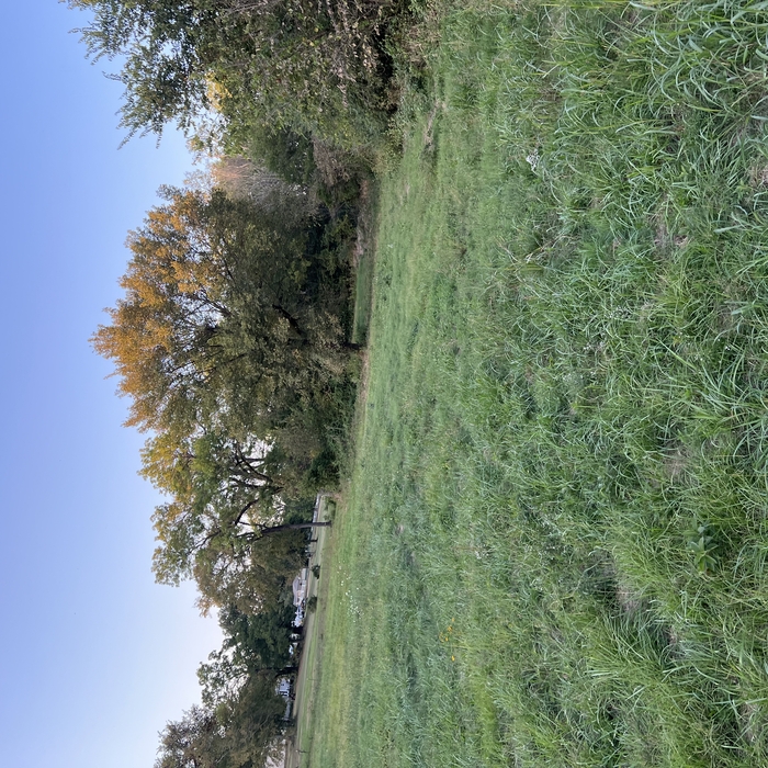 Land Clearing