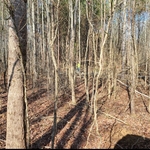 Hazel Green Homesite