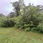 yard clearing