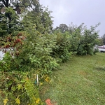 yard clearing