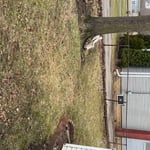 Tree removal