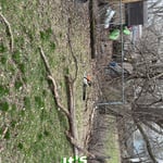 Tree removal