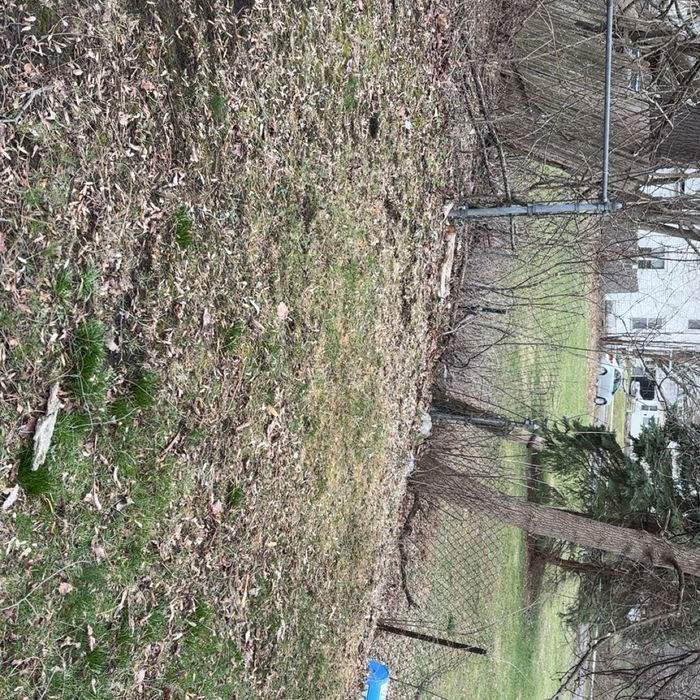 Tree removal