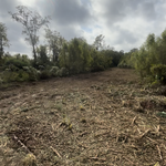 Evergreen land clearing