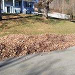 Leaf Cleanup