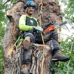 Assorted Tree Work photos
