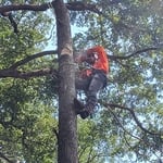 Assorted Tree Work photos